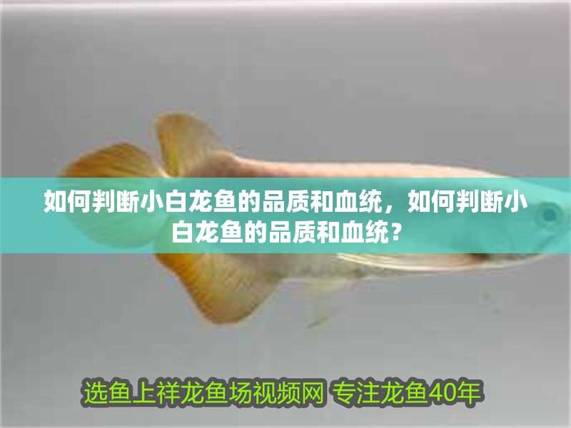 如何判斷小白龍魚的品質(zhì)和血統(tǒng)，如何判斷小白龍魚的品質(zhì)和血統(tǒng)？
