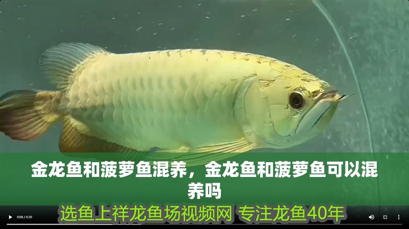 金龍魚和菠蘿魚混養，金龍魚和菠蘿魚可以混養嗎