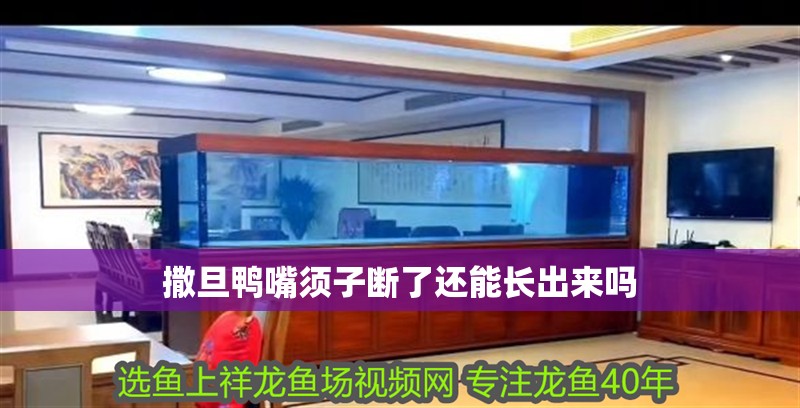 撒旦鴨嘴須子斷了還能長出來嗎