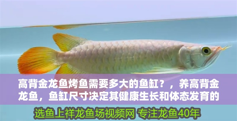高背金龍魚烤魚需要多大的魚缸？，養高背金龍魚，魚缸尺寸決定其健康生長和體態發育的關鍵因素