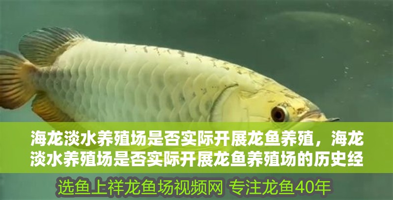 海龍淡水養殖場是否實際開展龍魚養殖，海龍淡水養殖場是否實際開展龍魚養殖場的歷史經營記錄