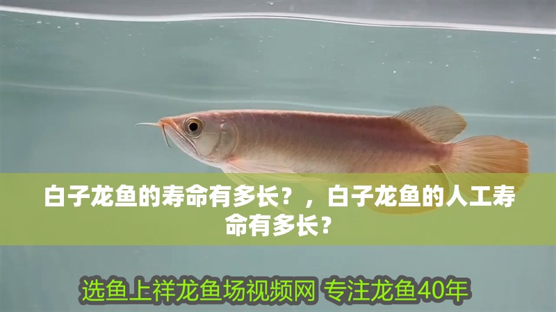 白子龍魚的壽命有多長？，白子龍魚的人工壽命有多長？