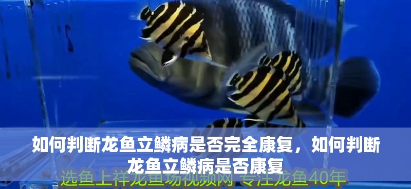 如何判斷龍魚立鱗病是否完全康復，如何判斷龍魚立鱗病是否康復