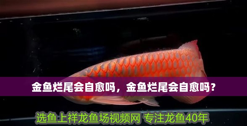 金魚爛尾會自愈嗎，金魚爛尾會自愈嗎？ 金魚爛尾會自愈嗎，金魚爛尾會自愈嗎？ 龍魚百科