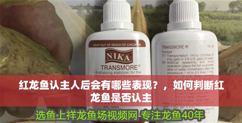 紅龍魚認主人后會有哪些表現？，如何判斷紅龍魚是否認主 紅龍魚認主人后會有哪些表現？，如何判斷紅龍魚是否認主 龍魚百科