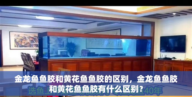 金龍魚魚膠和黃花魚魚膠的區別，金龍魚魚膠和黃花魚魚膠有什么區別？