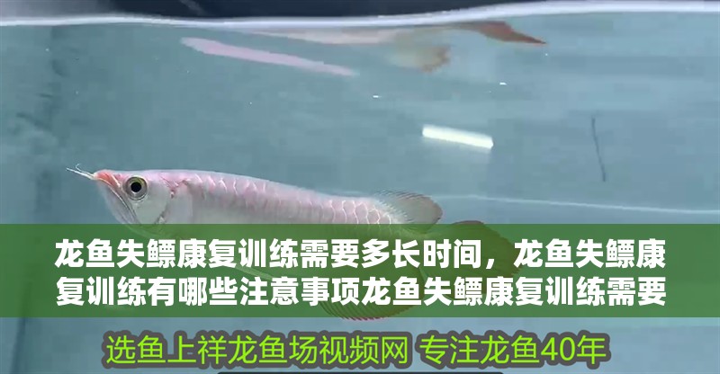 龍魚失鰾康復訓練需要多長時間，龍魚失鰾康復訓練有哪些注意事項龍魚失鰾康復訓練需要多長時間