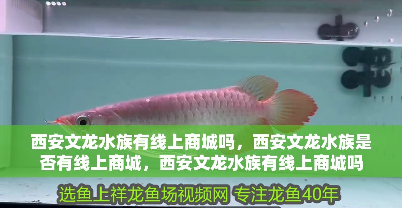 西安文龍水族有線上商城嗎，西安文龍水族是否有線上商城，西安文龍水族有線上商城嗎