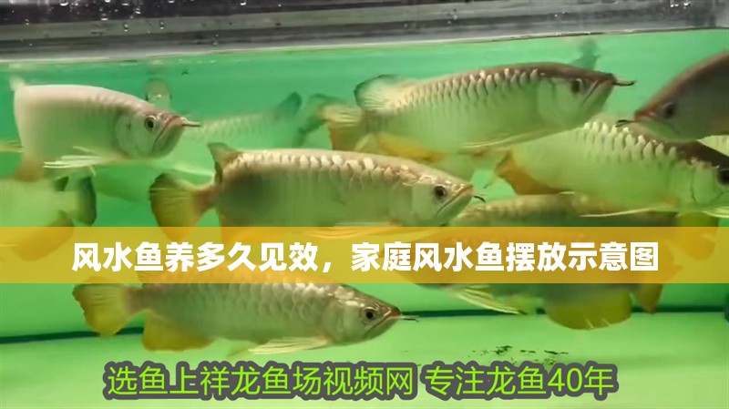 風(fēng)水魚養(yǎng)多久見效，家庭風(fēng)水魚擺放示意圖
