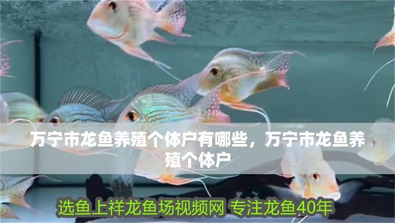 萬寧市龍魚養殖個體戶有哪些，萬寧市龍魚養殖個體戶