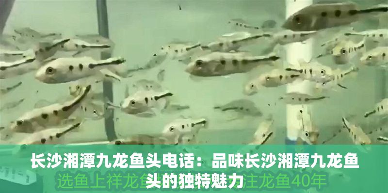 長沙湘潭九龍魚頭電話：品味長沙湘潭九龍魚頭的獨特魅力