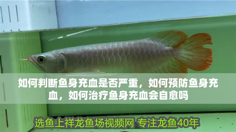如何判斷魚身充血是否嚴重，如何預防魚身充血，如何治療魚身充血會自愈嗎
