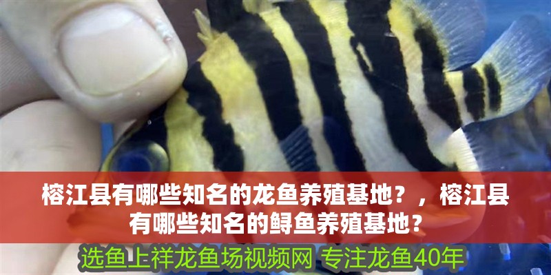 榕江縣有哪些知名的龍魚養(yǎng)殖基地？，榕江縣有哪些知名的鱘魚養(yǎng)殖基地？