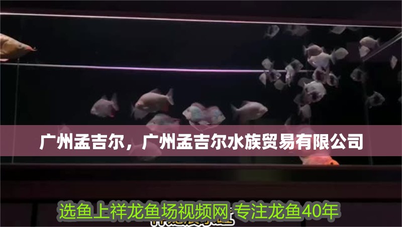 廣州孟吉爾，廣州孟吉爾水族貿易有限公司