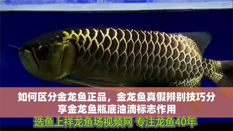 如何區(qū)分金龍魚正品，金龍魚真假辨別技巧分享金龍魚瓶底油滴標(biāo)志作用 如何區(qū)分金龍魚正品，金龍魚真假辨別技巧分享金龍魚瓶底油滴標(biāo)志作用 龍魚百科 第6張