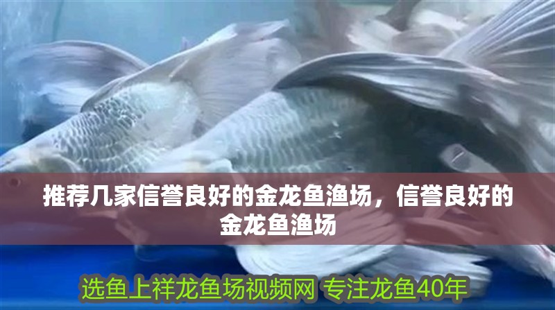 推薦幾家信譽良好的金龍魚漁場，信譽良好的金龍魚漁場