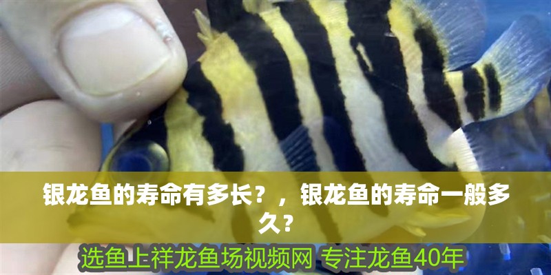 銀龍魚的壽命有多長？，銀龍魚的壽命一般多久？