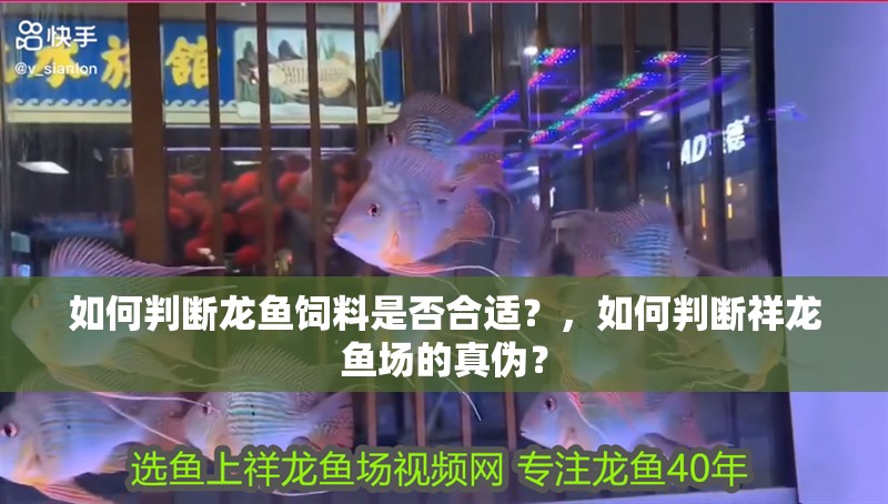 如何判斷龍魚飼料是否合適？，如何判斷祥龍魚場的真偽？