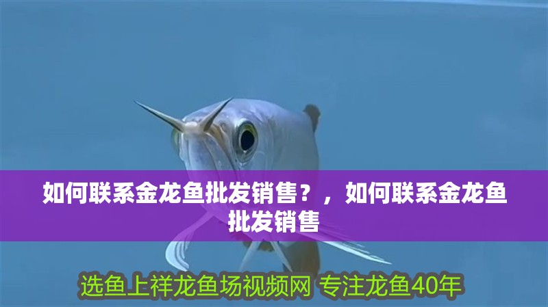 如何聯(lián)系金龍魚批發(fā)銷售？，如何聯(lián)系金龍魚批發(fā)銷售 如何聯(lián)系金龍魚批發(fā)銷售？，如何聯(lián)系金龍魚批發(fā)銷售 龍魚百科