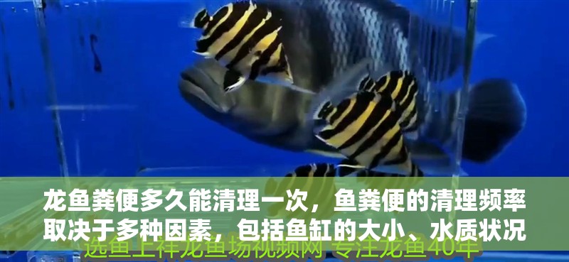 龍魚糞便多久能清理一次，魚糞便的清理頻率取決于多種因素，包括魚缸的大小、水質狀況以及龍魚的數量和活動水平 龍魚糞便多久能清理一次，魚糞便的清理頻率取決于多種因素，包括魚缸的大小、水質狀況以及龍魚的數量和活動水平 龍魚百科