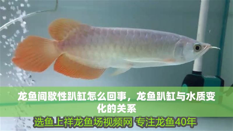 龍魚(yú)間歇性趴缸怎么回事，龍魚(yú)趴缸與水質(zhì)變化的關(guān)系
