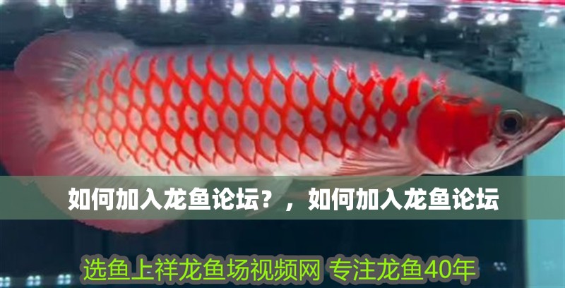 如何加入龍魚論壇？，如何加入龍魚論壇