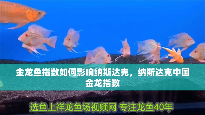 魚缸過(guò)濾器選購(gòu)指南:自制魚缸過(guò)濾器魚缸上置過(guò)濾器對(duì)于養(yǎng)魚愛(ài)好者的必備知識(shí) 金龍魚指數(shù)如何影響納斯達(dá)克,納斯達(dá)克中國(guó)金龍指數(shù) 龍魚百科 金龍魚指數(shù)如何影響納斯達(dá)克,納斯達(dá)克中國(guó)金龍指數(shù) 金龍魚指數(shù)如何影響納斯達(dá)克,納斯達(dá)克中國(guó)金龍指數(shù) 龍魚百科