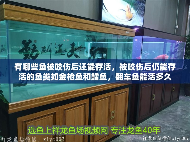有哪些魚被咬傷后還能存活，被咬傷后仍能存活的魚類如金槍魚和鱈魚，翻車魚能活多久 有哪些魚被咬傷后還能存活，被咬傷后仍能存活的魚類如金槍魚和鱈魚，翻車魚能活多久 龍魚百科