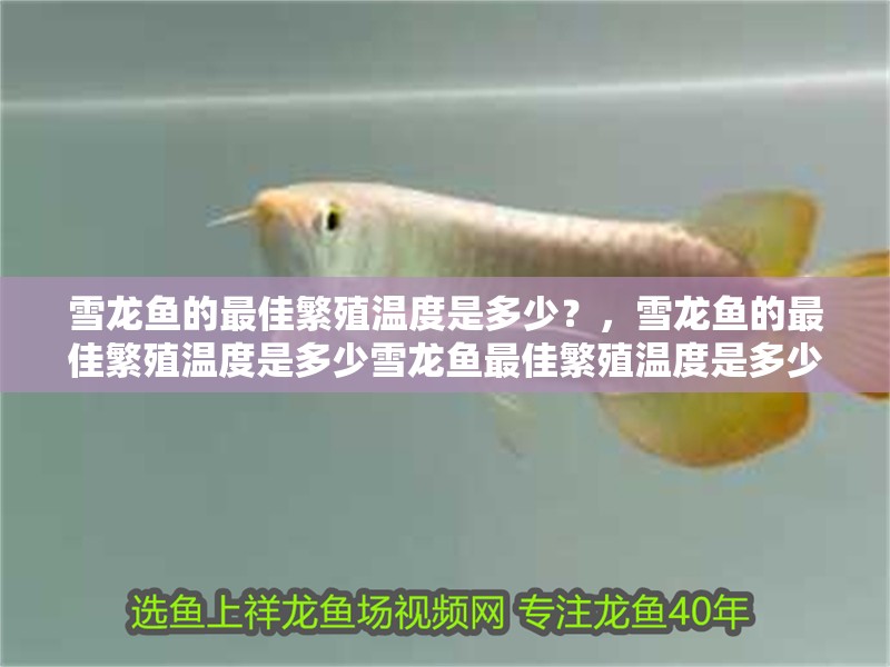 給大魚缸換水的作文:體驗給大魚缸換水的樂趣:體驗給大魚缸換水:給大魚缸換水的作文 雪龍魚的最佳繁殖溫度是多少?,雪龍魚的最佳繁殖溫度是多少雪龍魚最佳繁殖溫度是多少 龍魚百科 雪龍魚的最佳繁殖溫度是多少?,雪龍魚的最佳繁殖溫度是多少雪龍魚最佳繁殖溫度是多少 雪龍魚的最佳繁殖溫度是多少?,雪龍魚的最佳繁殖溫度是多少雪龍魚最佳繁殖溫度是多少 龍魚百科