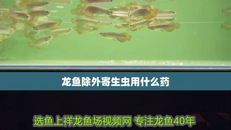 龍魚除外寄生蟲用什么藥 龍魚百科 第1張 龍魚除外寄生蟲用什么藥 龍魚除外寄生蟲用什么藥 龍魚百科 第1張