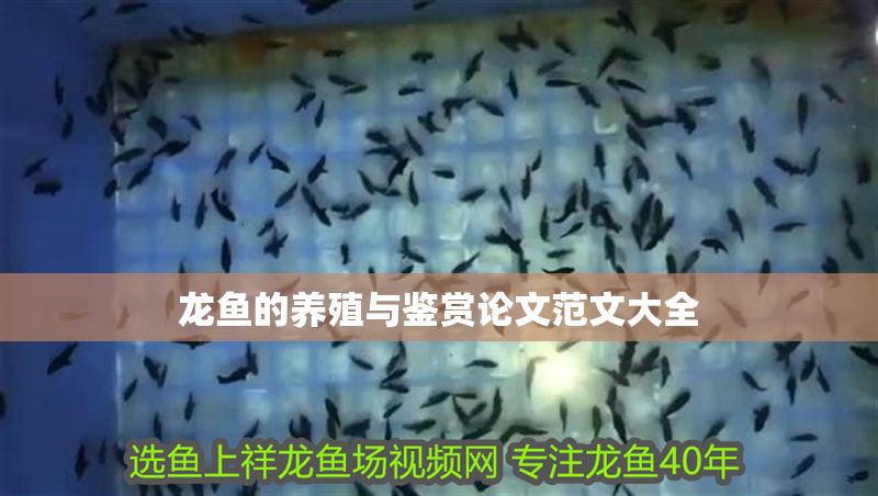 龍魚的養(yǎng)殖與鑒賞論文范文大全 龍魚的養(yǎng)殖與鑒賞論文范文大全 龍魚百科 第1張