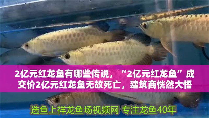 2億元紅龍魚有哪些傳說，“2億元紅龍魚”成交價2億元紅龍魚無故死亡，建筑商恍然大悟