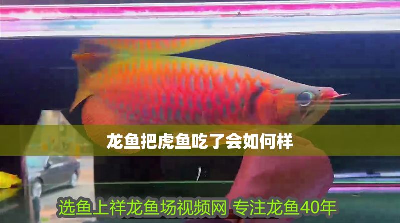 龍魚把虎魚吃了會(huì)如何樣 龍魚百科 第2張 龍魚把虎魚吃了會(huì)如何樣 龍魚把虎魚吃了會(huì)如何樣 龍魚百科 第2張