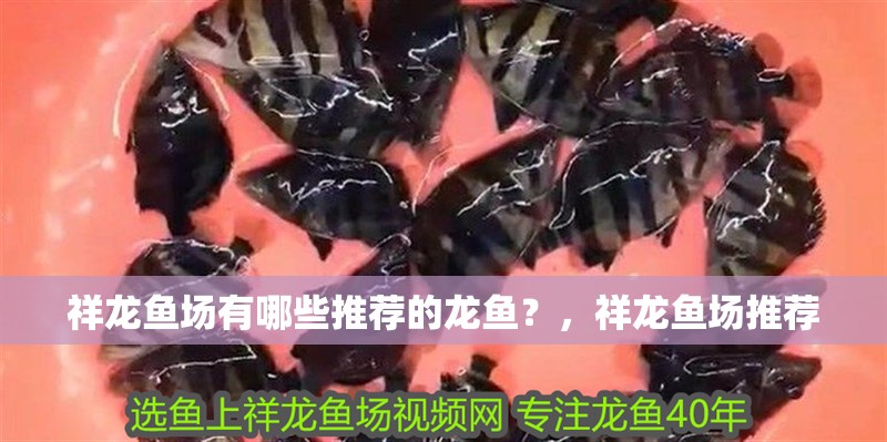 祥龍魚場有哪些推薦的龍魚？，祥龍魚場推薦