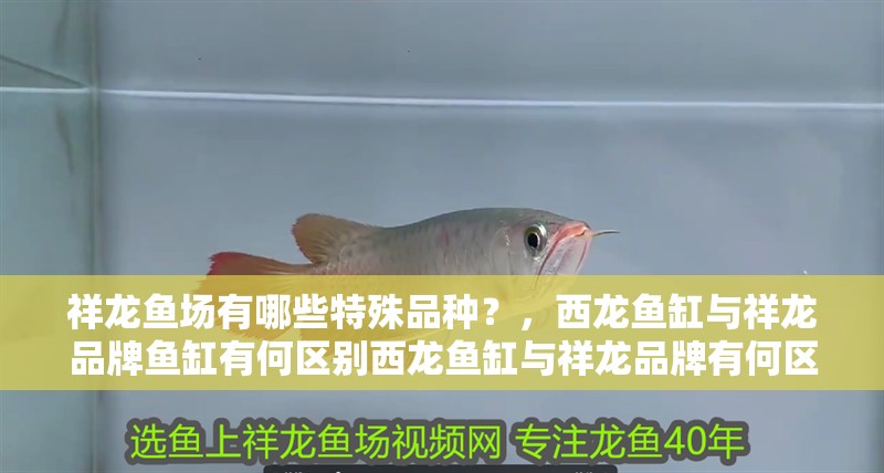 祥龍魚場有哪些特殊品種？，西龍魚缸與祥龍品牌魚缸有何區別西龍魚缸與祥龍品牌有何區別 祥龍魚場有哪些特殊品種？，西龍魚缸與祥龍品牌魚缸有何區別西龍魚缸與祥龍品牌有何區別 龍魚百科