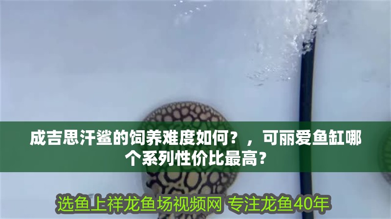 成吉思汗鯊的飼養難度如何？，可麗愛魚缸哪個系列性價比最高？
