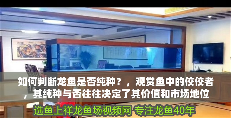 如何判斷龍魚是否純種？，觀賞魚中的佼佼者，其純種與否往往決定了其價值和市場地位