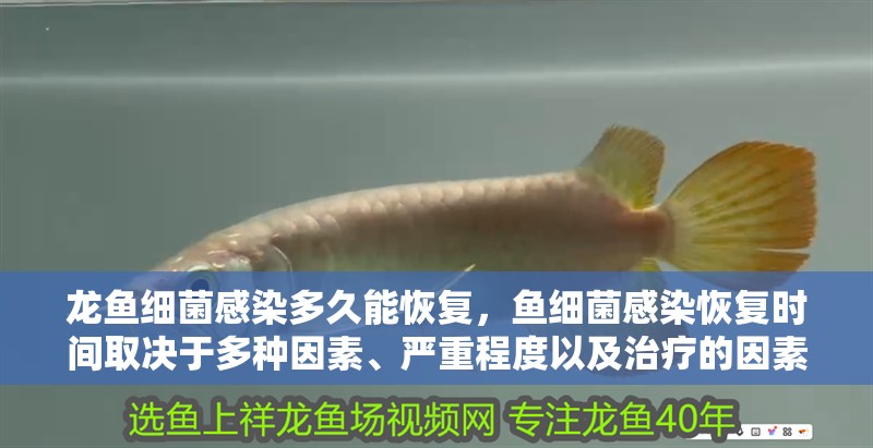龍魚細菌感染多久能恢復，魚細菌感染恢復時間取決于多種因素、嚴重程度以及治療的因素 龍魚細菌感染多久能恢復，魚細菌感染恢復時間取決于多種因素、嚴重程度以及治療的因素 龍魚百科