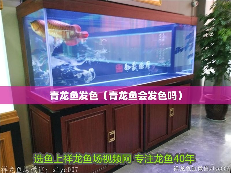 青龍魚發色（青龍魚會發色嗎）