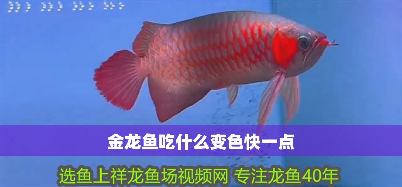 金龍魚吃什么變色快一點 金龍魚吃什么變色快一點 龍魚百科 第2張