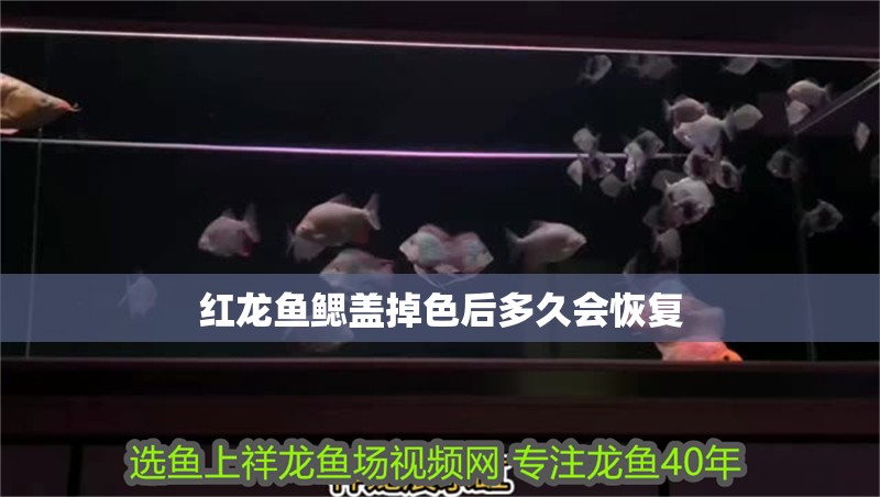 紅龍魚鰓蓋掉色后多久會恢復(fù)