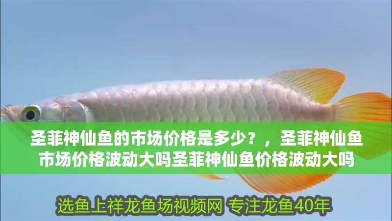 給大魚缸換水的作文:體驗給大魚缸換水的樂趣:體驗給大魚缸換水:給大魚缸換水的作文 圣菲神仙魚的市場價格是多少?,圣菲神仙魚市場價格波動大嗎圣菲神仙魚價格波動大嗎 龍魚百科 圣菲神仙魚的市場價格是多少?,圣菲神仙魚市場價格波動大嗎圣菲神仙魚價格波動大嗎 圣菲神仙魚的市場價格是多少?,圣菲神仙魚市場價格波動大嗎圣菲神仙魚價格波動大嗎 龍魚百科