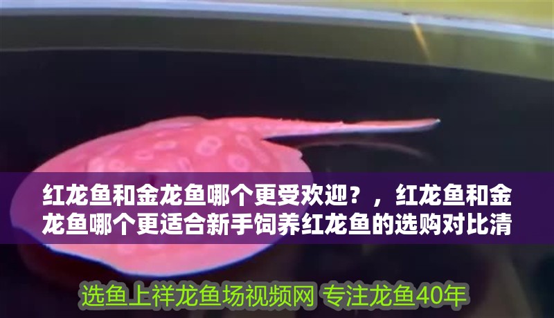 紅龍魚(yú)和金龍魚(yú)哪個(gè)更受歡迎？，紅龍魚(yú)和金龍魚(yú)哪個(gè)更適合新手飼養(yǎng)紅龍魚(yú)的選購(gòu)對(duì)比清單 紅龍魚(yú)和金龍魚(yú)哪個(gè)更受歡迎？，紅龍魚(yú)和金龍魚(yú)哪個(gè)更適合新手飼養(yǎng)紅龍魚(yú)的選購(gòu)對(duì)比清單 龍魚(yú)百科