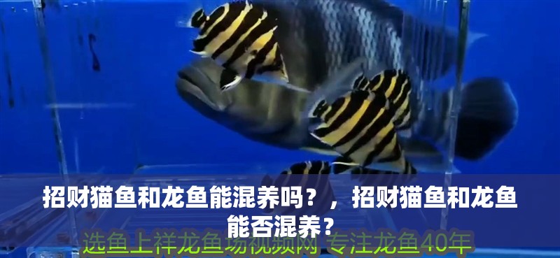 招財貓魚和龍魚能混養嗎？，招財貓魚和龍魚能否混養？ 招財貓魚和龍魚能混養嗎？，招財貓魚和龍魚能否混養？ 龍魚百科