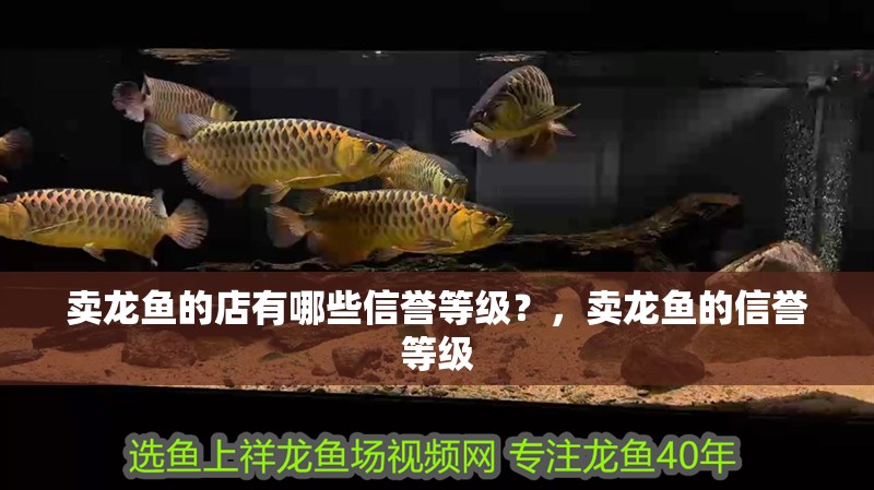 賣龍魚的店有哪些信譽(yù)等級？，賣龍魚的信譽(yù)等級