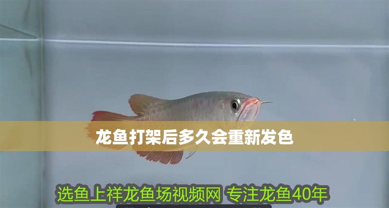 龍魚打架后多久會重新發色