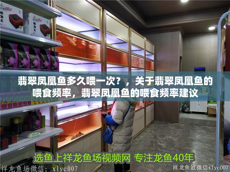 翡翠鳳凰魚多久喂一次？，關于翡翠鳳凰魚的喂食頻率，翡翠鳳凰魚的喂食頻率建議