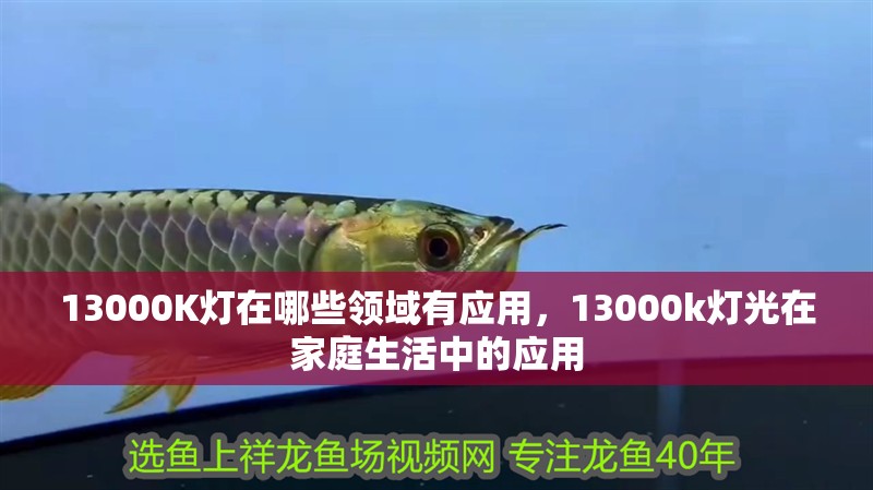 13000K燈在哪些領域有應用，13000k燈光在家庭生活中的應用