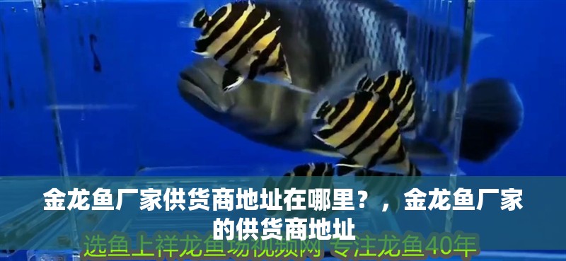 金龍魚廠家供貨商地址在哪里？，金龍魚廠家的供貨商地址