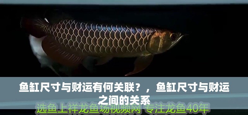魚缸尺寸與財運有何關聯？，魚缸尺寸與財運之間的關系